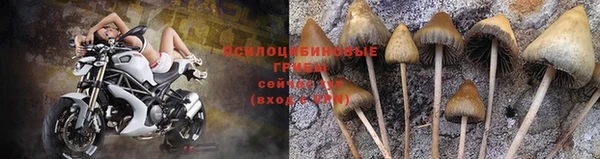 прущие грибы Новокубанск